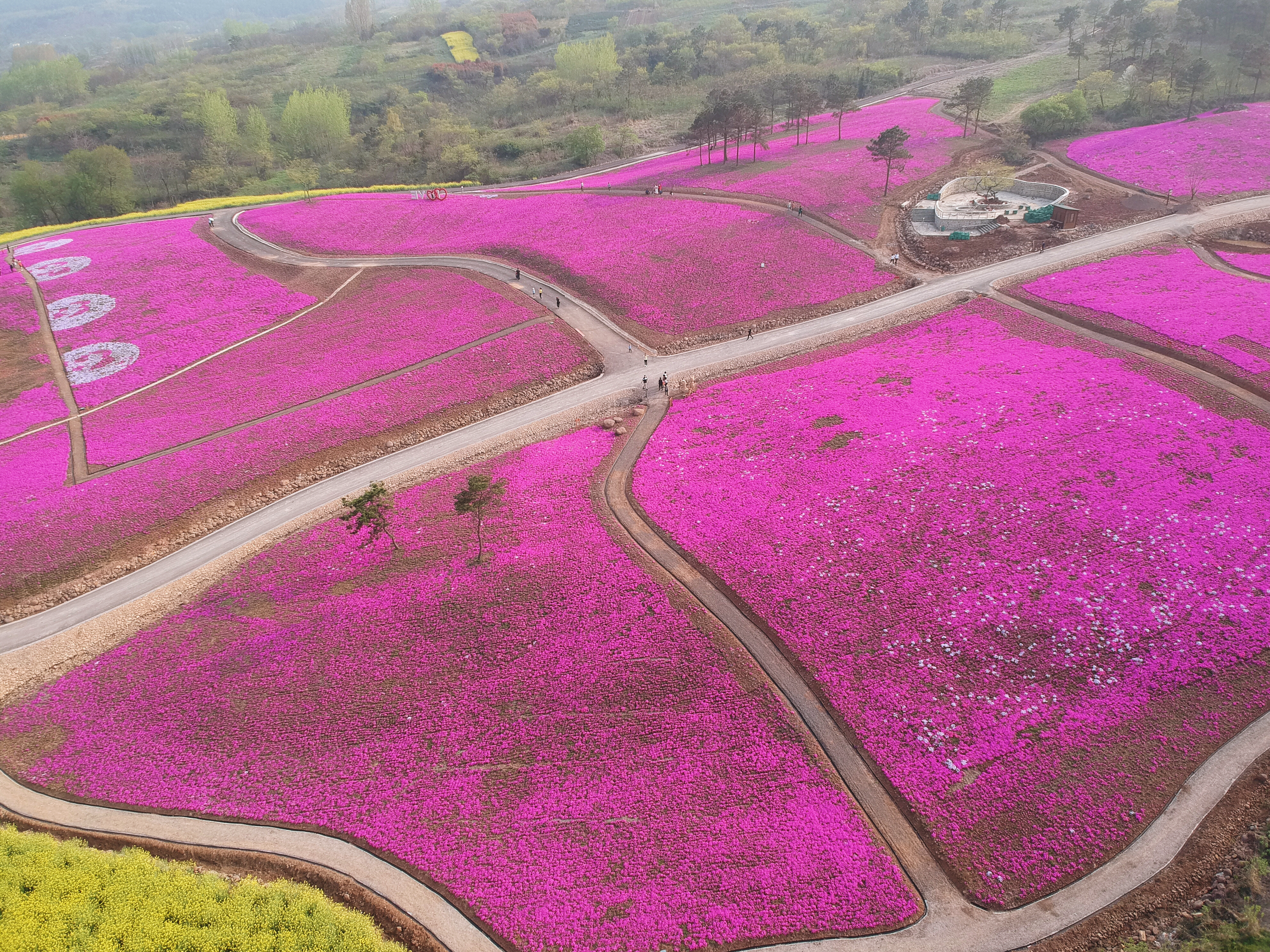 芝樱航拍1