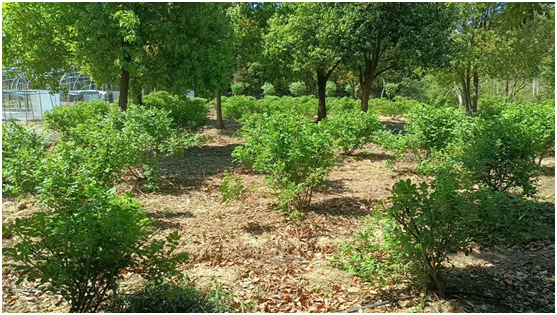 茅山风景区：林下种植中药材 种出致富良方