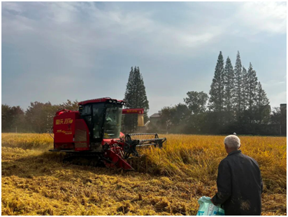 茅山风景区墓东村：稻浪金黄庆丰收
