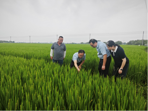 多措并举战病虫 稳产保收护稻浪——句容市全力打好水稻穗期病虫害防控攻坚战